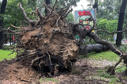 Cây sao cổ thụ bật trơ gốc trong Công viên 30/4 (quận 1, Thành phố Hồ Chí Minh).