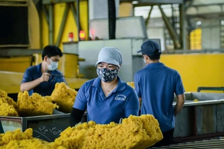 Chế biến mủ cao su xuất khẩu tại nhà máy chế biến Công ty Cổ phần cao-su Phước Hòa.