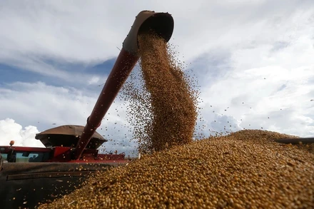 Thu hoạch đậu tương tại trang trại ở Formosa, Goias, Brazil. (Ảnh: THX/TTXVN)