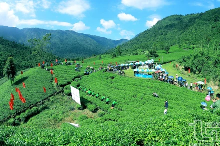 Trên một nương chè đẹp.