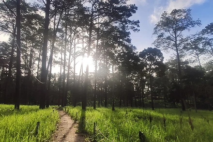 Rừng thông trên núi Kirirom thuộc tỉnh Kampong Speu (Ảnh: Nguyễn Hiệp)