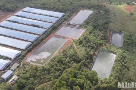 Trong năm 2023 tỉnh Đắk Nông và Sở Tài nguyên và Môi trường ban hành 27 Quyết định xử phạt các trang trại chăn nuôi heo vì vi phạm các quy định về bảo vệ môi trường, với số tiền phạt gần 5 tỷ đồng.