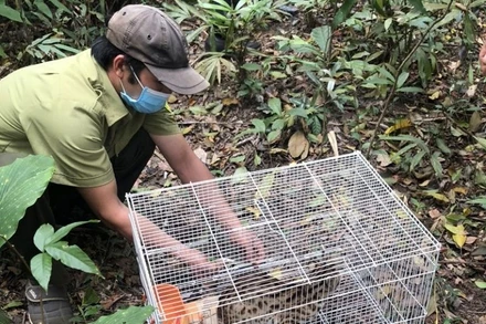 Khu bảo tồn thiên nhiên Nam Nung tổ chức thả mèo rừng về môi trường tự nhiên.