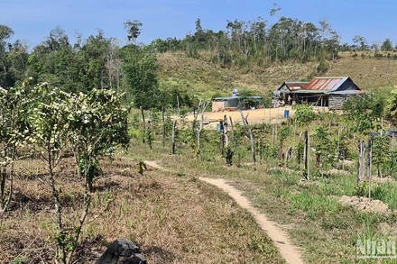 Nhiều dự án tại Đắk Nông đã bị người dân chiếm gần hết đất, rừng buộc phải thu hồi.