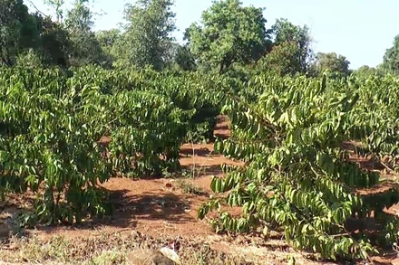 Gần 6.300ha cà-phê tại Đắk Nông trồng ở các vùng không thích nghi với điều kiện tự nhiên, khí hậu được chuyển đổi sang cây trồng khác.