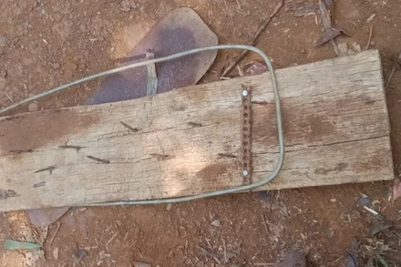 Bàn chông do các đối tượng phá rừng dùng để "bẫy" lực lượng bảo vệ rừng tại Đắk Nông.