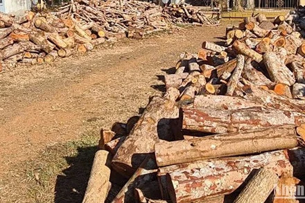 Hơn 60m3 gỗ, củi là tang vật vụ khai thác rừng trái phép tại Rừng phòng hộ vành đai biên giới huyện Tuy Đức bị cơ quan chức năng thu giữ để điều tra, xử lý.