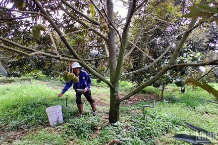 Trồng sầu riêng ở Đắk Nông.