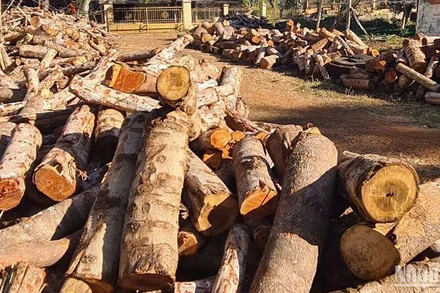 Lực lượng chức năng tỉnh Đắk Nông đã tổ chức khám nghiệm hiện trường vụ khai thác lâm sản trái phép dọc đường tuần tra biên giới thuộc Đồn Biên phòng Bu Cháp, thu giữ tang vật là gỗ khai thác trái phép, xe cày độ chế để phục vụ công tác điều tra, xử lý.