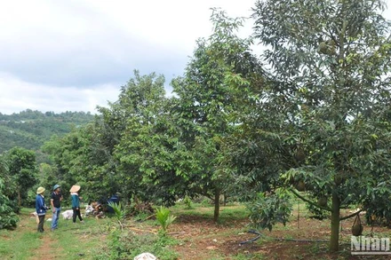 Đắk Nông khuyến cáo người dân không mở rộng diện tích sầu riêng.