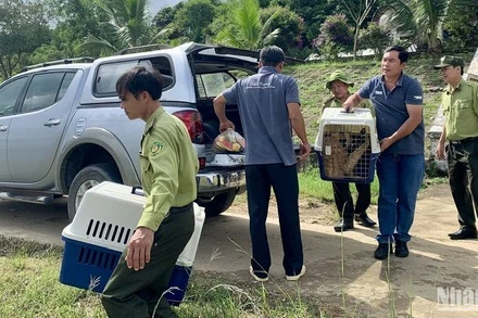 Các cá thể vượn đen má hung được vận chuyển đến Vườn quốc gia Tà Đùng để thả về môi trường tự nhiên.