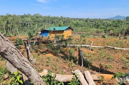 Nhiều diện tích rừng trên lâm phần do Công ty TNHH MTV Đắk N'Tao quản lý đã bị người dân lấn chiếm canh tác, làm nhà ở.