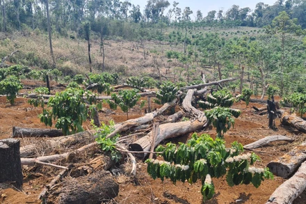 Nhiều diện tích rừng tại Đắk Nông tiếp tục bị triệt hạ để chiếm đất sản xuất nông nghiệp.