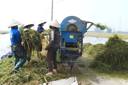 Hội Nông dân huyện Thanh Oai triển khai mô hình máy tuốt lúa “0 đồng” hỗ trợ nông dân thu hoạch nhanh diện tích lúa bị đổ ngã, ngập nước.