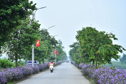 Người dân xã Minh Quang (huyện Ba Vì, Hà Nội) góp sức xây dựng các tuyến đường hoa, làm đẹp cảnh quan địa bàn xã.