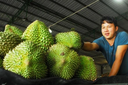 Sầu riêng được tập kết tại một doanh nghiệp ở xã Long Trung, huyện Cai Lậy (Tiền Giang), chờ đóng thùng xuất đi Trung Quốc. 