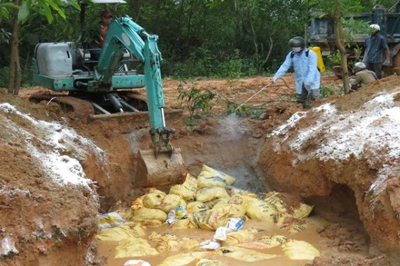 Tổ chức tiêu hủy gia cầm mắc bệnh.