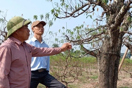 Gia đình nhà ông Vũ Văn Xô, phường Hoàng Diệu (thành phố Thái Bình) có 150 gốc đào rừng, đã bị chết đến 95% tổng số cây trong vườn.