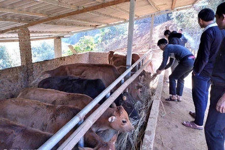 Cán bộ xã Lao Chải hướng dẫn cách phòng chống rét cho đàn gia súc nuôi nhốt. 