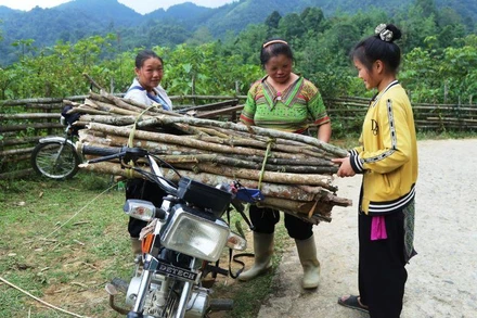 Theo hương ước của thôn Dền Thàng 2, người dân chỉ vào rừng lấy củi trong ngày mở cửa rừng.