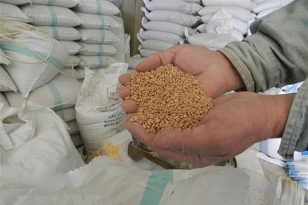 Lúa mỳ. (Ảnh: THX/TTXVN)