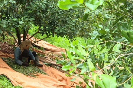 Mắc-ca tại Đắk Nông cho thu hoạch sản lượng cao, làm thay đổi đời sống nhân dân, nhất là đồng bào dân tộc thiểu số địa phương.