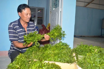 Rau dớn, đặc sản của núi rừng Sơn Hà (Quảng Ngãi).