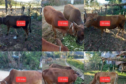 Đàn gia súc của đồng bào dân tộc thiểu số huyện Đắk Glei được định giá để khách hàng lựa chọn.