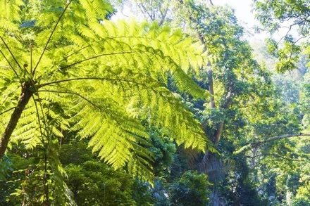 Một góc rừng Động Châu-Khe Nước Trong, nơi phát hiện được gà lôi lam mao trắng ở Quảng Bình.