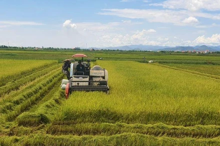 Nông dân huyện Quảng Ninh (Quảng Bình) thu hoạch lúa hè thu.