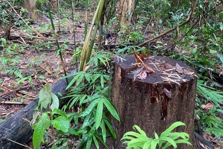 Hiện trường vụ phá rừng.