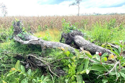 Diện tích rừng tự nhiên tại Dự án đầu tư cải tạo, bảo vệ và phát triển rừng của Công ty trách nhiệm hữu hạn trồng rừng 27/7 bị suy giảm. (Ảnh: T.L)