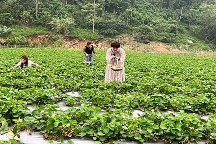 Du khách trải nghiệm tại vườn dâu tây tại vùng ven hồ Ba Bể.