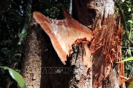 Hiện trường cây bị chặt phá.