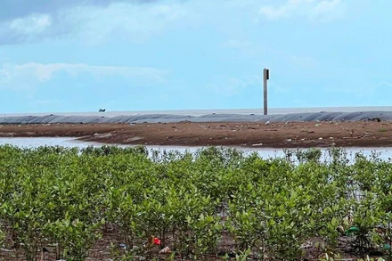 Rừng tự nhiên phía trong kè mềm bắt đầu phát triển khi có cát bồi lắng.