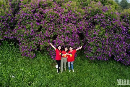 Con đường hoa sim ở Cao Bằng.