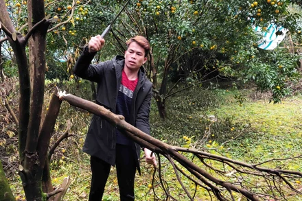 Anh Hoàng Văn Diện, xóm Bản Niếng, xã Quang Hán, huyện Trùng Khánh (Cao Bằng) chặt bỏ cây quýt bị bệnh vàng lá, thối rễ.