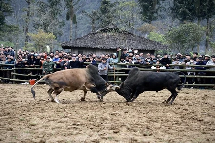 Thi chọi bò trong Ngày hội văn hóa dân tộc H'Mông-Mùa hoa lê huyện Bảo Lạc, tỉnh Cao Bằng. Ảnh: Nông Thế Vĩnh