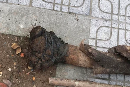 Phần rễ cây bị đổ vẫn được bọc kín và buộc bằng dây cao-su. (Ảnh người dân cung cấp)