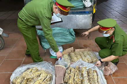 Lực lượng Công an thu giữ và xử lý 550kg lòng lợn bốc mùi hôi thối.