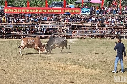 Một trận chọi bò kịch tính, cân tài, cân sức.