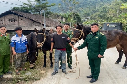 Lực lượng chức năng tỉnh Cao Bằng đấu tranh, nhanh chóng làm rõ vụ việc 3 đối tượng sang bên Trung Quốc ăn trộm gia súc. Ảnh: Công an Cao Bằng