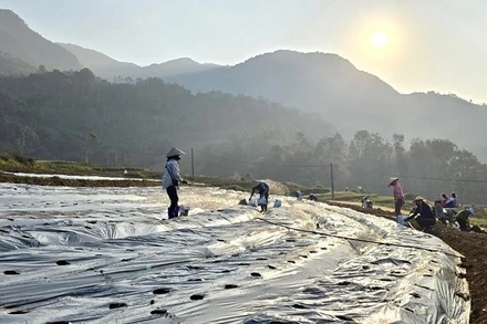 Dự án bắt đầu trồng 7ha cây cà gai leo tại xã Thượng Giáo, huyện Ba Bể. Ảnh: THU TRANG.