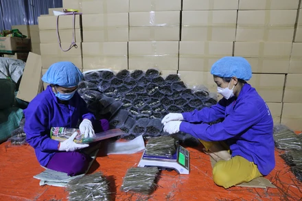 Đóng gói miến tại Hợp tác xã Tài Hoan, xã Côn Minh. (Ảnh: NGỌC TÚ).