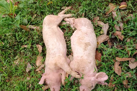 Hai trong số những con lợn bị chết bởi dịch tả lợn châu Phi tại ổ dịch mới phát hiện ở xã Tân Tú. Ảnh: LÊ TRANG