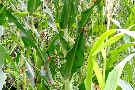 Châu chấu tre lưng vàng bắt đầu gây hại trên cây ngô. (Ảnh: THU TRANG)