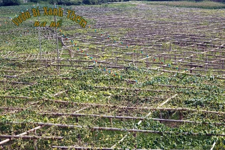 Một diện tích bí xanh thơm héo vàng vì dịch bệnh. (Ảnh: CÔNG HẢI)