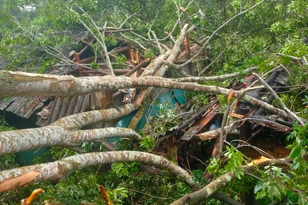 Gió lốc mạnh giật gãy cây xanh đổ vào nhà dân. Ảnh: TRẦN LỘC