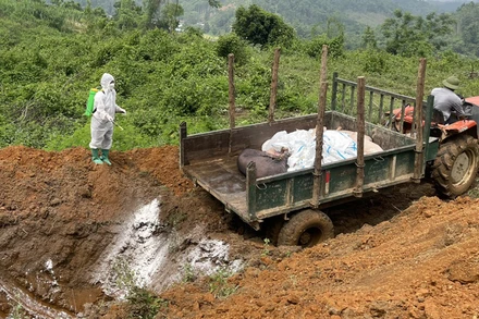 Tiêu hủy lợn nhiễm dịch tả lợn châu Phi tại huyện Bạch Thông. (Ảnh: THU TRANG)