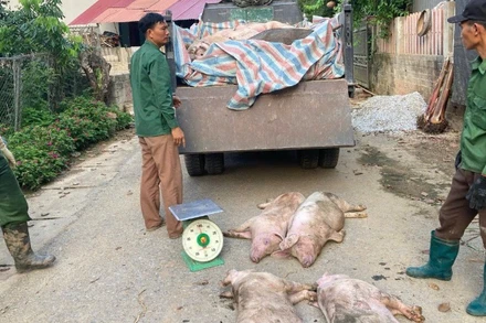 Thu gom lợn nhiễm dịch tả lợn châu Phi đem tiêu hủy tại thành phố Bắc Kạn (ảnh chụp thời điểm năm 2024). (Ảnh: THU TRANG)